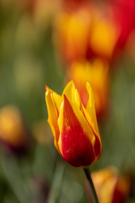Skagit Valley Tulip Festival Headquarters by null