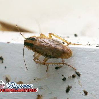 Bayonne Exterminating - Pest Control Near Me - Bayonne, New Jersey