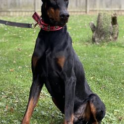Ohio Pet Resort - Sly the Fully Trained Doberman