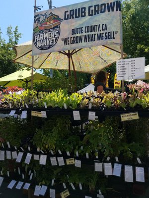 Chico Certified Farmers Market by null
