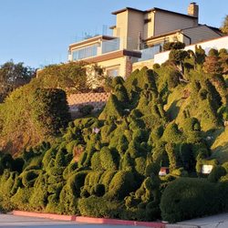 Garden/shrubs