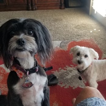 Cookies N Clean - My happy dogs after Ashley @ Cookies & Clean - Pet Groomers Near Me - Phoenix, Arizona Cookies N Clean - My happy dogs after Ashley @ Cookies & Clean - Pet Groomers Near Me - Phoenix, Arizona