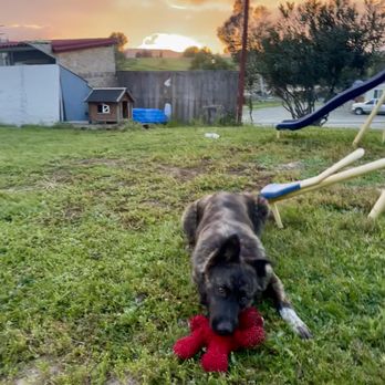 Care Animal Hospital - Frida with a sunset :) - Veterinarians Near Me - Temecula, California Care Animal Hospital - Frida with a sunset :) - Veterinarians Near Me - Temecula, California