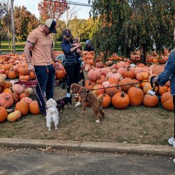 Dogs on leashes making new friends in the pumpkin patch