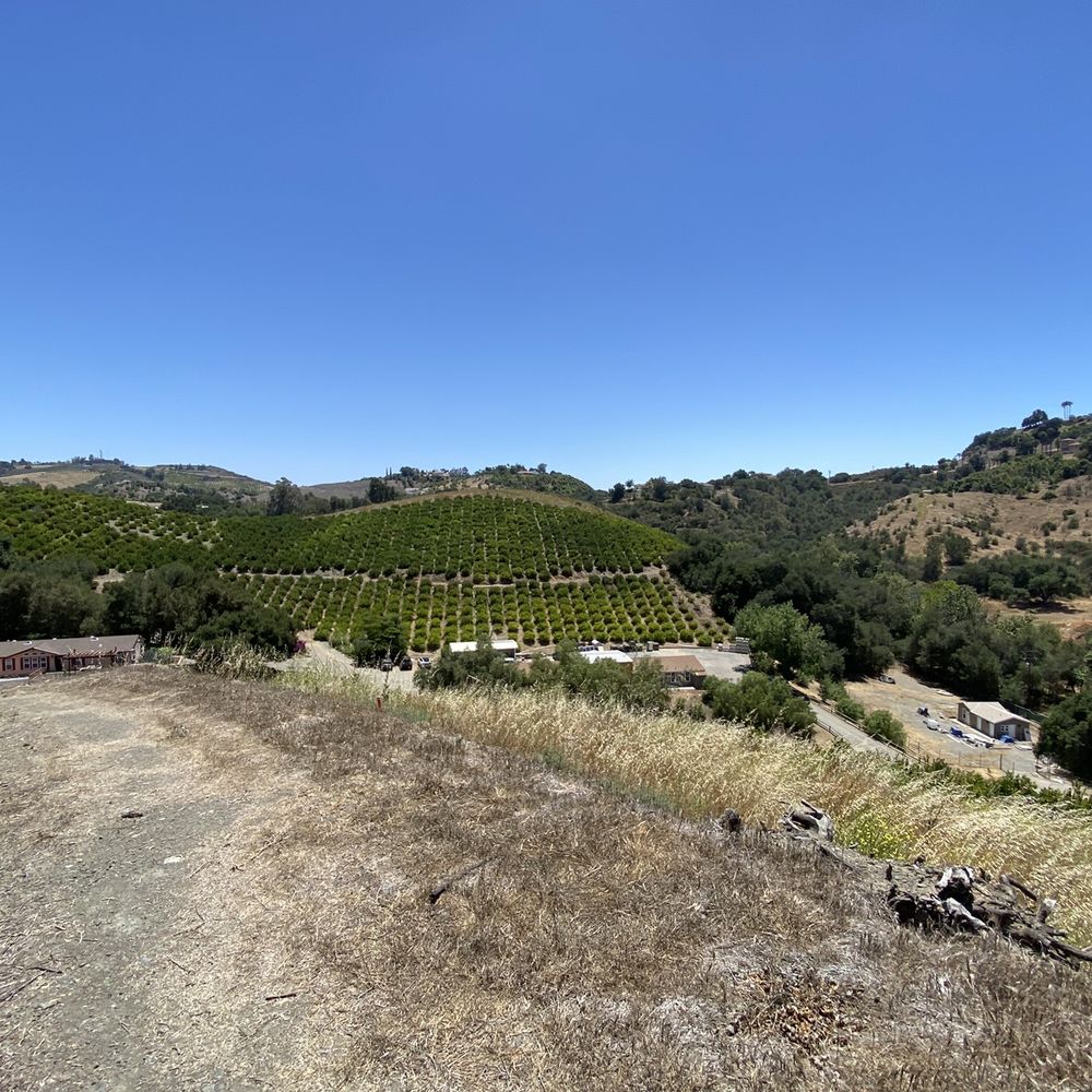 Sunmist Tangerine Farm - Beautiful views all around you! - Pick Your Own Farms Near Me - Temecula, California