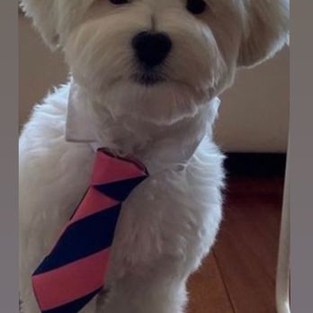 Mimi's 1 Pet Services - Pet Groomers Near Me - Hallandale Beach, Florida