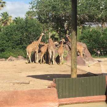 Gladys Porter Zoo - Giraffes - Zoos Near Me - Brownsville, Texas