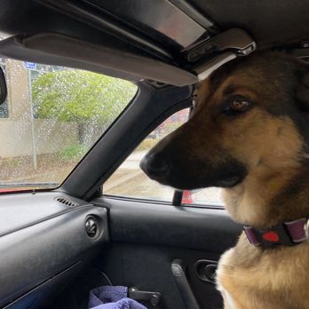 All Cats and Dogs - Co pilot - Pet Groomers Near Me - Chico, California All Cats and Dogs - Co pilot - Pet Groomers Near Me - Chico, California