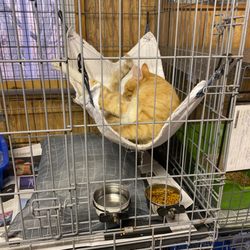 Friends of Linden Animal Shelter
