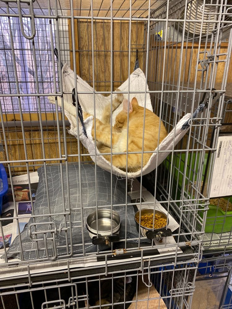 FRIENDS OF LINDEN ANIMAL SHELTER 18 Photos 1811 Lower Rd, Linden, New Jersey Animal