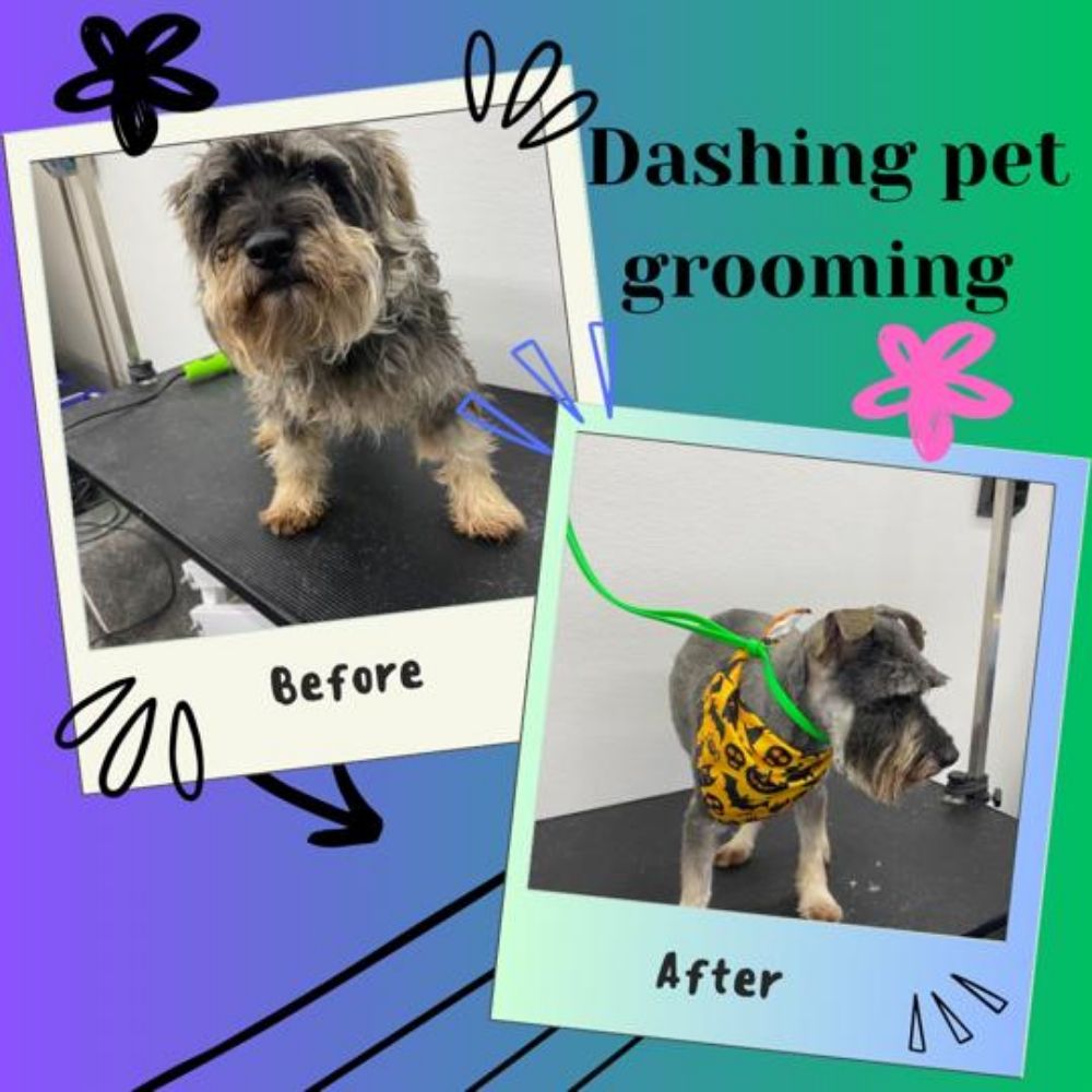 DASHING PET GROOMING 63 Photos & 13 Reviews Round Rock, Texas Pet