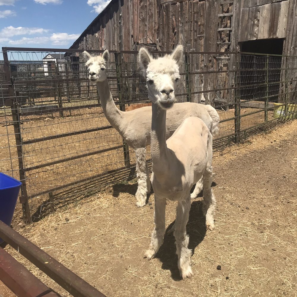 Top 10 Best Petting Zoos near Bountiful, UT Last Updated September