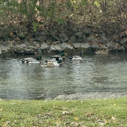 Letort Park - Geese in the creek