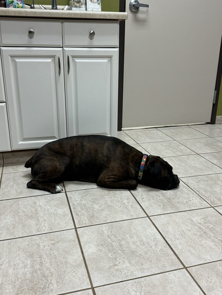 JUST FOR PAWS VETERINARY HOSPITAL Updated October 2024 19 Reviews