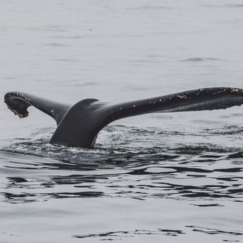 Discovery Whale Watch - Photo provided by Discovery - Whale Watching Tours Near Me - Monterey, California Discovery Whale Watch - Photo provided by Discovery - Whale Watching Tours Near Me - Monterey, California