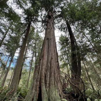 South Whidbey State Park - South Whidbey State Park - the stunning ancient cedar - Parks Near Me - Freeland, Washington