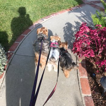 Dog Gone Runnin - The triplets are ready for their workout - Dog Walkers Near Me