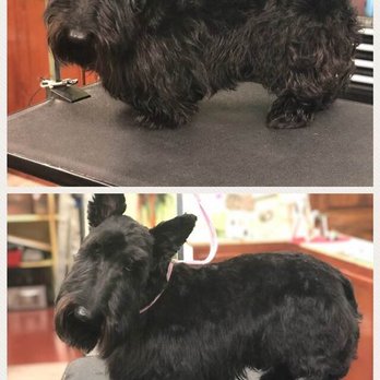 Nature's Pet - Grooming the cutest dogs!! - Pet Stores Near Me - Salem, Oregon Nature's Pet - Grooming the cutest dogs!! - Pet Stores Near Me - Salem, Oregon