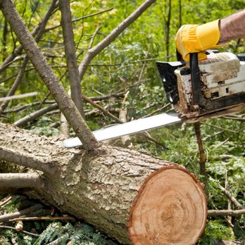 Professional Tree Monkeys - Professional TREE Monkeys - Tree Services Near Me - Tempe, Arizona Professional Tree Monkeys - Professional TREE Monkeys - Tree Services Near Me - Tempe, Arizona