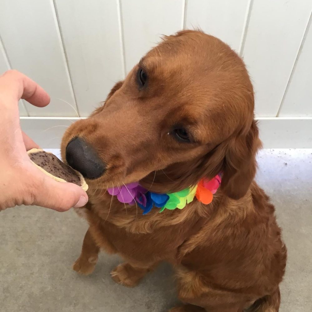 K-9 Kountry - Poppy with her lei and sweet treat - Pet Training Near Me - Las Vegas, Nevada K-9 Kountry - Poppy with her lei and sweet treat - Pet Training Near Me - Las Vegas, Nevada