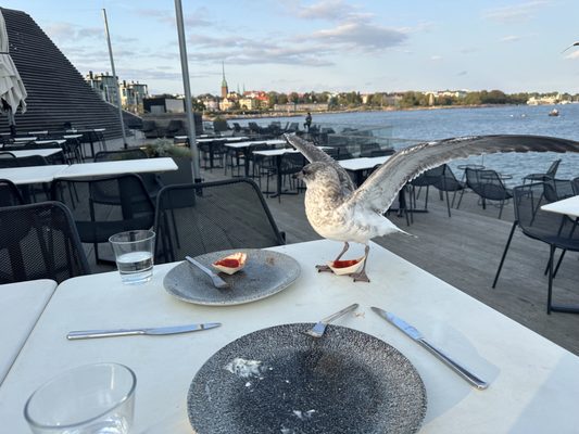 Löyly Helsinki by null
