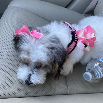 Heidi's Dog Grooming - Pet Groomers Near Me - Mountain View, California Heidi's Dog Grooming - Pet Groomers Near Me - Mountain View, California