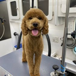 Pooches Mobile Dog Spa