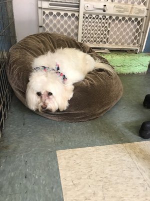 kimberly's pampered pets