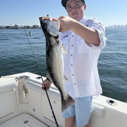 Captain Clowers Charters & Guide Services - San Diego bay corvina on our 1/2 day charters