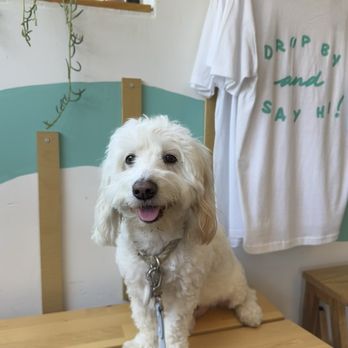 The Coffee Drop - My dog, Ocean, loves this place! - Coffee & Tea Near Me - San Diego, California The Coffee Drop - My dog, Ocean, loves this place! - Coffee & Tea Near Me - San Diego, California