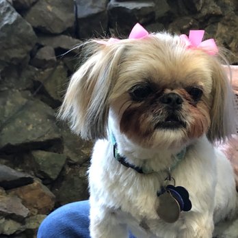 Healthy Hound - What a great job of grooming! Our dogs look fantastic! Mirielle did a wonderful job - we will be return customers! - Pet Groomers Near Me - Longview, Washington