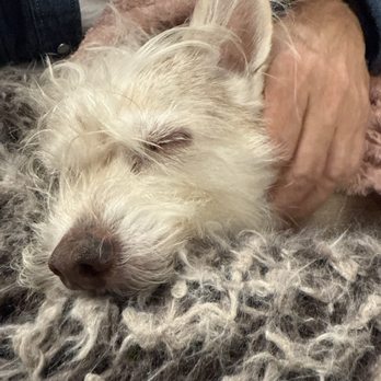 VEG ER for Pets - Sleepy Buster Brown all better now. - Emergency Pet Hospital Near Me - Asheville, North Carolina VEG ER for Pets - Sleepy Buster Brown all better now. - Emergency Pet Hospital Near Me - Asheville, North Carolina