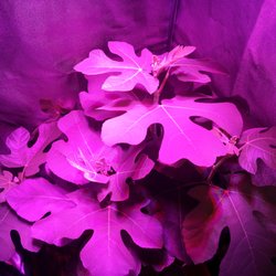 Lucky Roots - Hydroponic Fig tree grown under an LED light fixture.