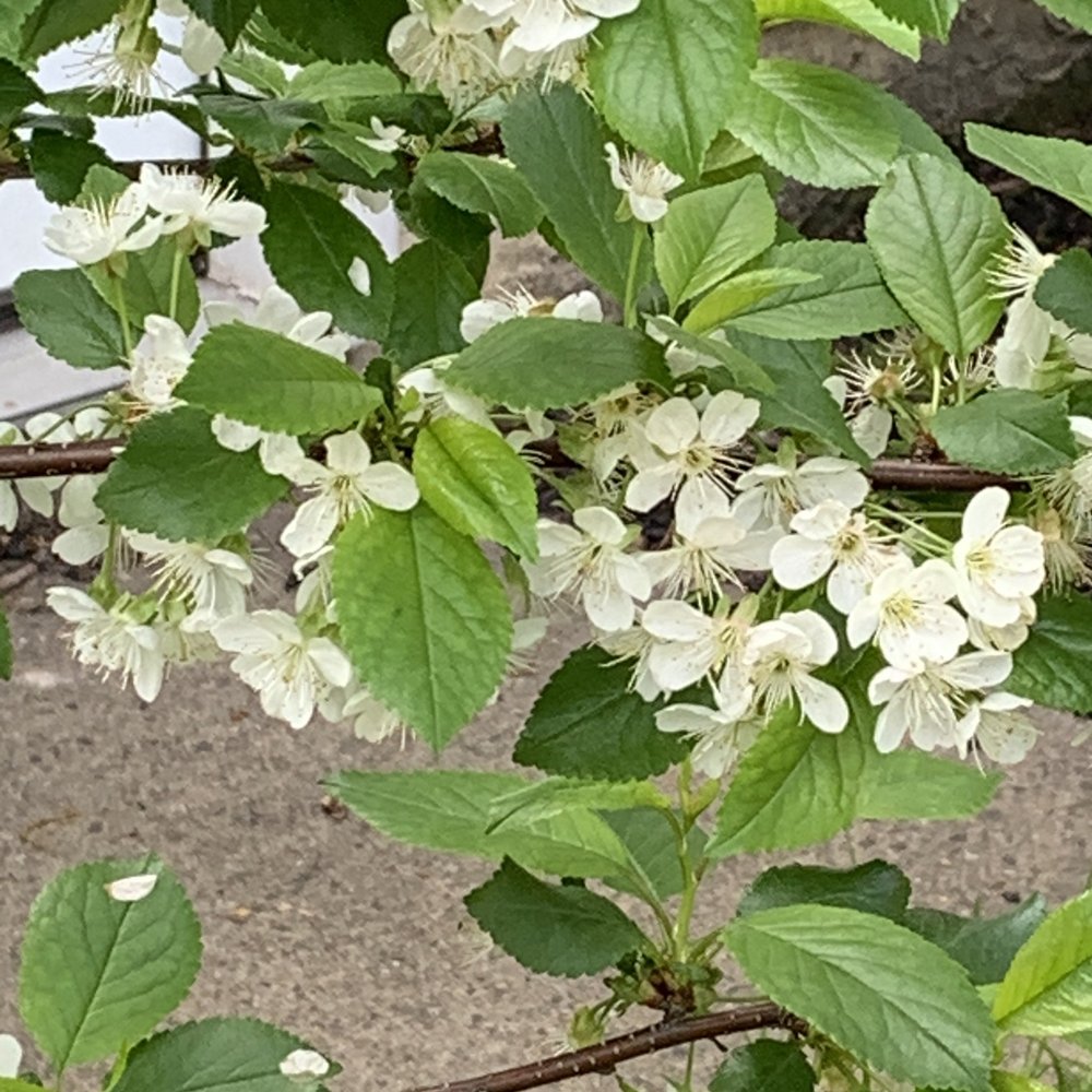 Grimm's Gardens - Cherry blossom - Nurseries & Gardening Near Me - Hiawatha, Kansas