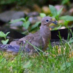 Fort C F Smith Park - Mourning Dove.