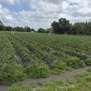 Berry Sweet Acres - Pick Your Own Farms Near Me - Plant City, Florida