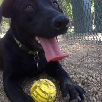 Uptown Dog Park - Winston and his favorite ball - Dog Parks Near Me - Long Beach, California Uptown Dog Park - Winston and his favorite ball - Dog Parks Near Me - Long Beach, California