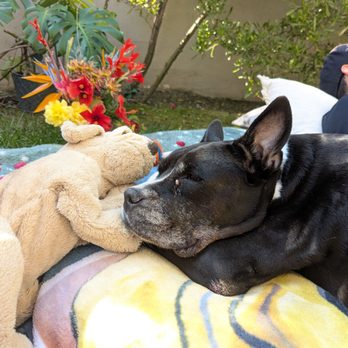 La Fin Veterinary - Sweet Frannie, you'll live forever in my heart - Pet Cremation Services Near Me La Fin Veterinary - Sweet Frannie, you'll live forever in my heart - Pet Cremation Services Near Me