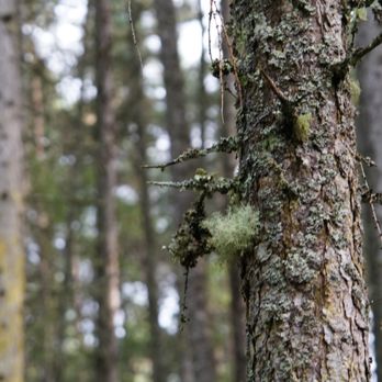 Rogie Falls Forest walk - Hotels & Travel Near Me Rogie Falls Forest walk - Hotels & Travel Near Me