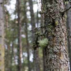 Rogie Falls Forest walk