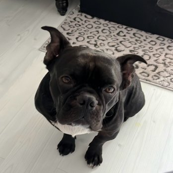 Wag n' Wiggle - Rocco can't wait to see you all again - Pet Boarding Near Me