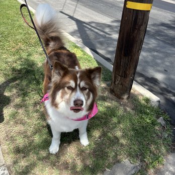 Alljoy 4 Paws - Community Service/Non-Profit Near Me
