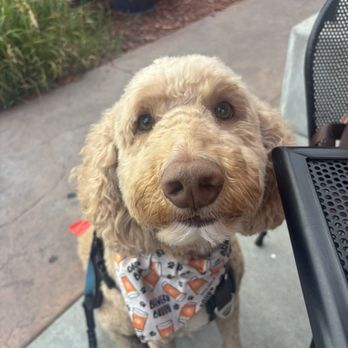 Playtime Doggy Daycare - Pet Groomers Near Me - West Allis, Wisconsin Playtime Doggy Daycare - Pet Groomers Near Me - West Allis, Wisconsin