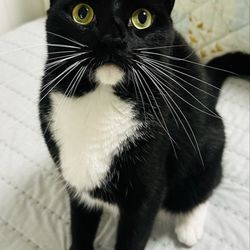 Happy Pets of NYC - Our handsome Mr. Boris ‍