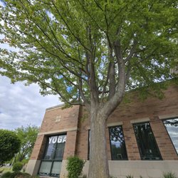 Grounded Wellness Center - View of tree and exterior of Grounded Wellness Center from parking area #HoffmanEstates #yoga