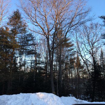 Above and Beyond Tree Solutions - Before - Tree Services Near Me