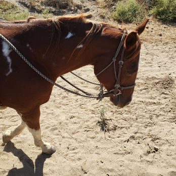 Wine Country Trails by Horseback - Tours Near Me - Temecula, California
