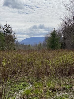 Mountain Top Arboretum by null