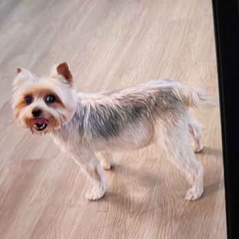 You Dirty Dog - Pet Groomers Near Me - Spokane Valley, Washington