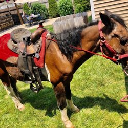 Sarah's Pony Rides